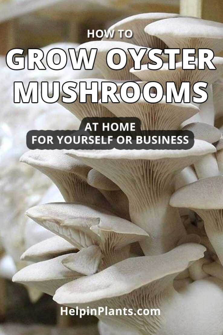 How to grow oyster mushrooms at home