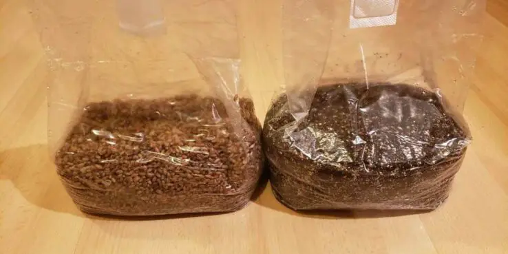 How To Grow Oyster Mushrooms at Home 17 mushroom spawn with substrate