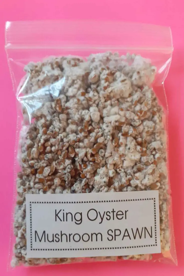 How To Grow Oyster Mushrooms at Home 18 oyster mushroom spawn