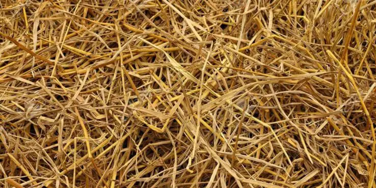 How To Grow Oyster Mushrooms at Home 14 straw substrate for mushrooms