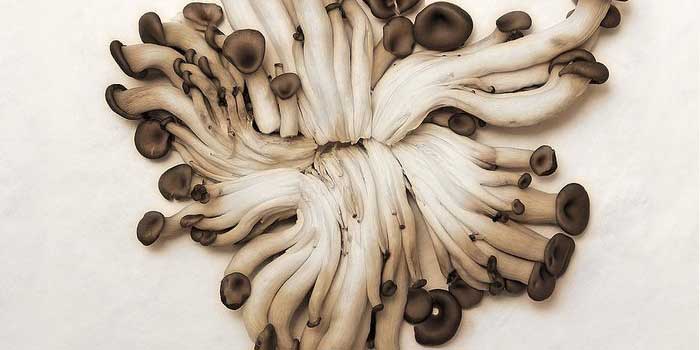 How To Grow Oyster Mushrooms at Home 25 thin long oyster mushroom fruit bodies