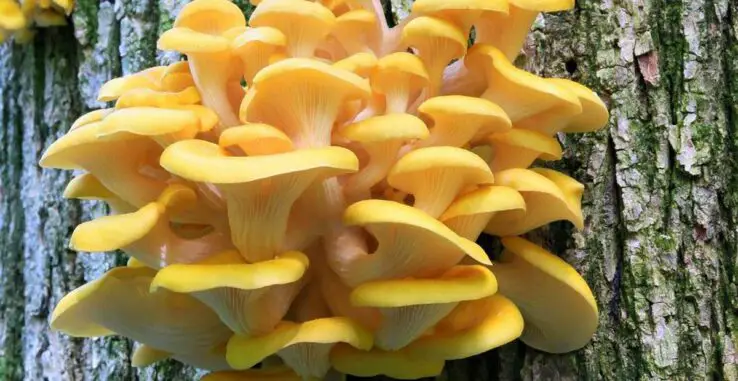 How To Grow Oyster Mushrooms at Home 10