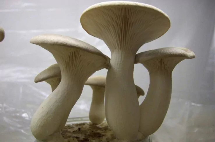 How To Grow Oyster Mushrooms at Home 12