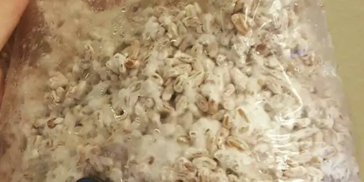 How To Grow Oyster Mushrooms at Home 24 Mycelium stopped growing