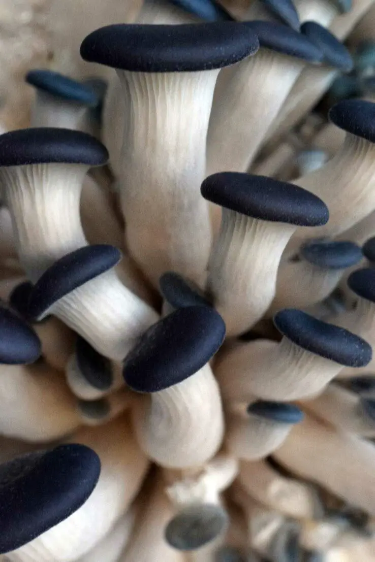 How To Grow Oyster Mushrooms at Home 8