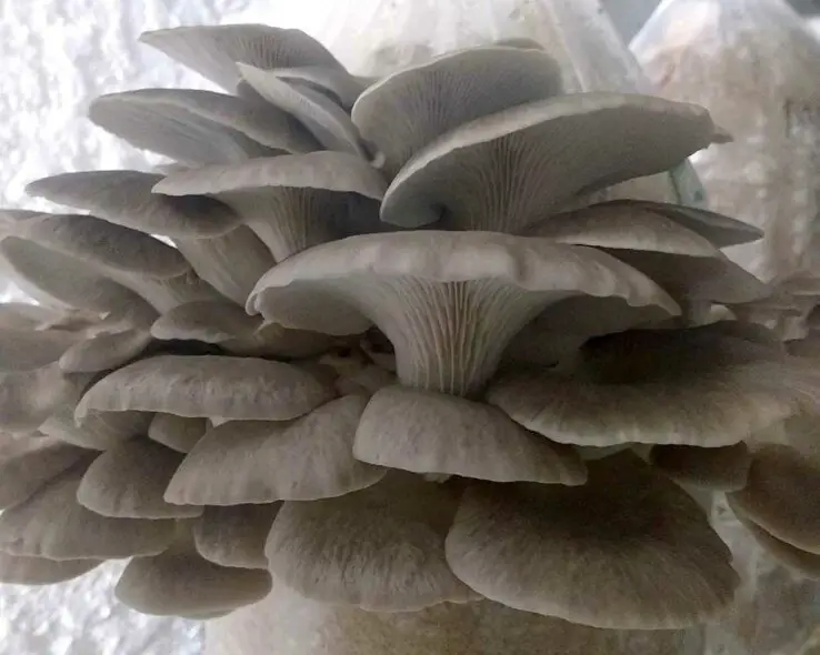 How To Grow Oyster Mushrooms at Home 9