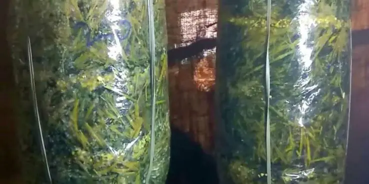 How To Grow Oyster Mushrooms at Home 27 green mold issue in mushrooms cultivation