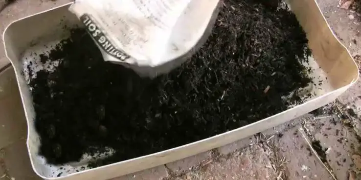 How To Grow Oyster Mushrooms at Home 4