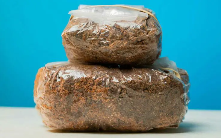How To Grow Oyster Mushrooms at Home 13