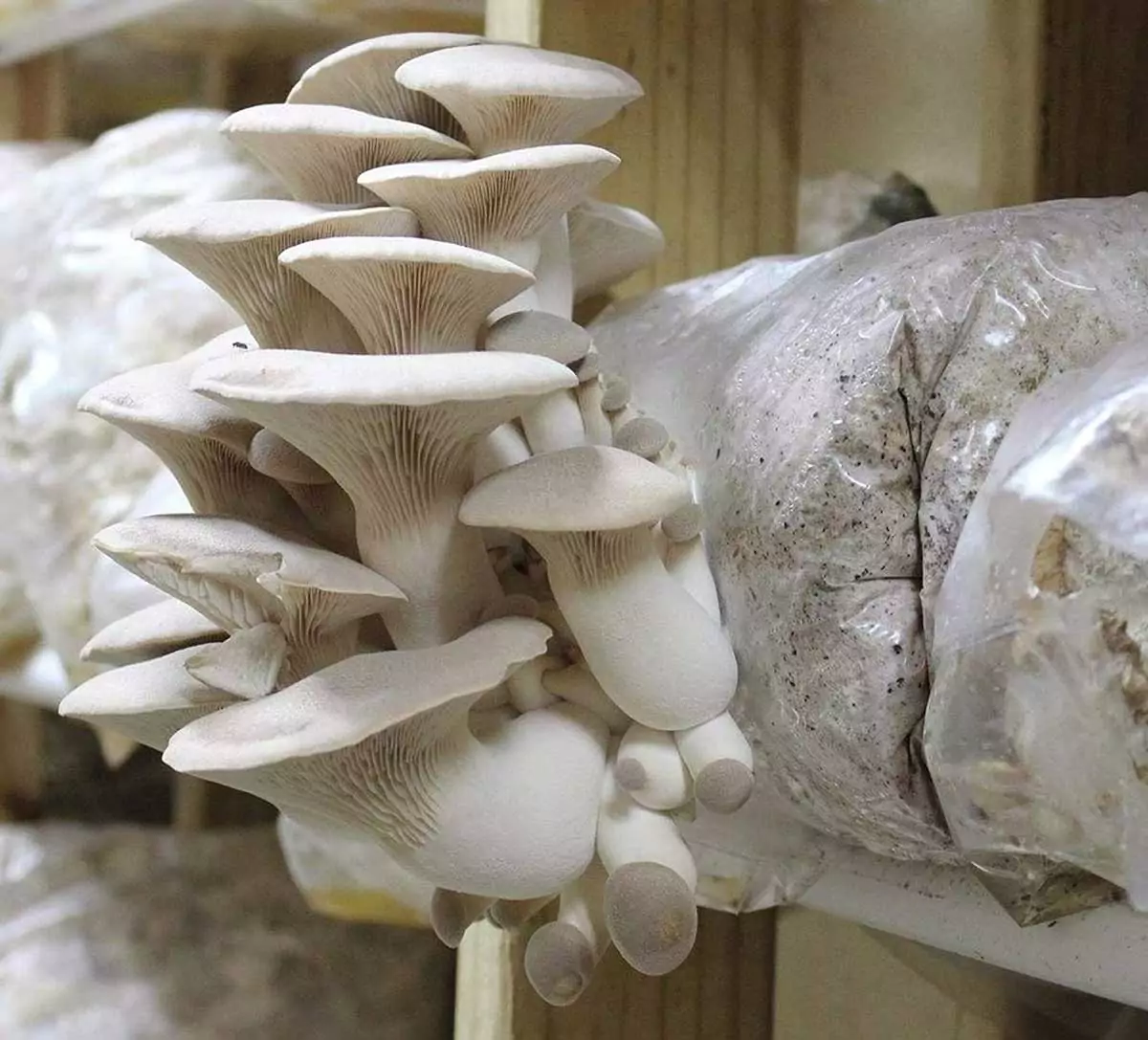 how-to-grow-oyster-mushrooms-at-home-help-in-plants