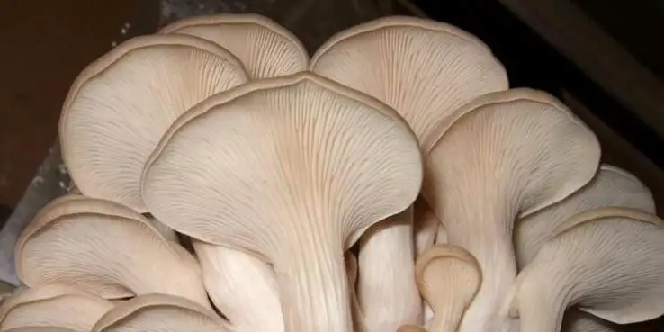 How To Grow Oyster Mushrooms at Home 20 oyster mushrooms fruit with big caps