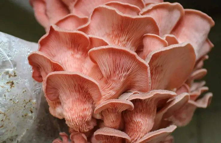 How To Grow Oyster Mushrooms at Home 7