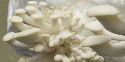 How To Grow Oyster Mushrooms at Home 21 small oyster mushrooms bursting from holes