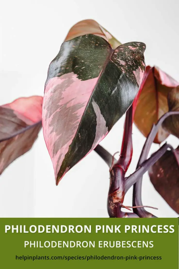 Philodendron Pink Princess Growing Guide + Where to Buy