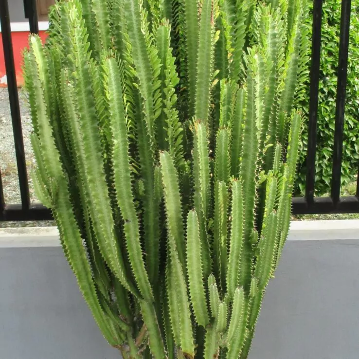 Best Indoor Cactus Varieties 19 African Milk Tree — Euphorbia Trigona