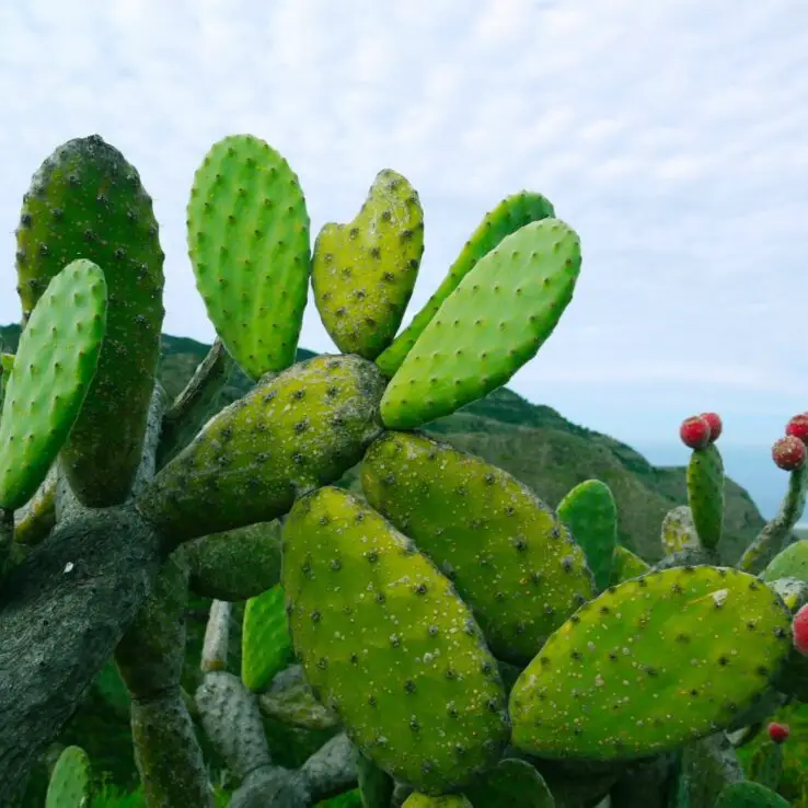 Best Indoor Cactus Varieties 1 Angel Wings Cactus — Opuntia Albispina
