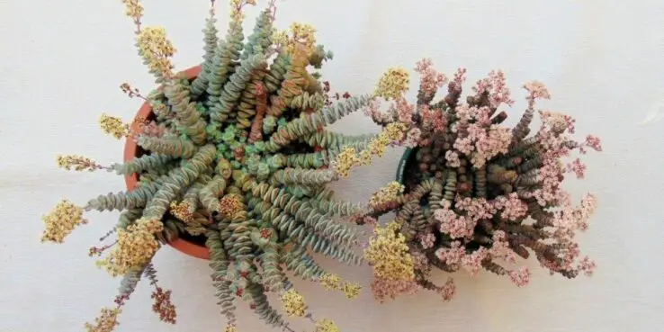 Most Popular Hanging Succulents 8 Baby Necklace Crassula (Crassula Klein Duimpje)