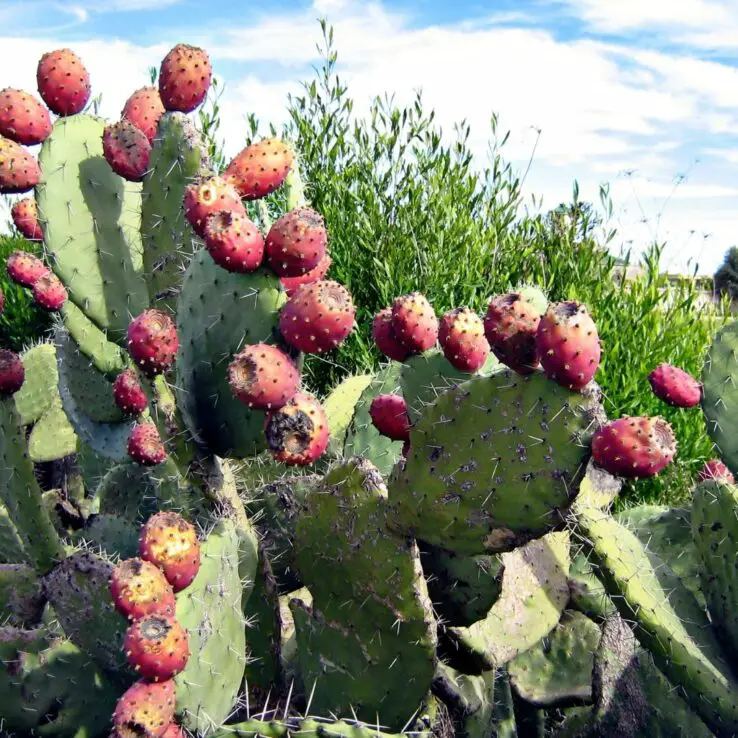 Best Indoor Cactus Varieties 14 Barbary Fig — Opuntia ficus-indica