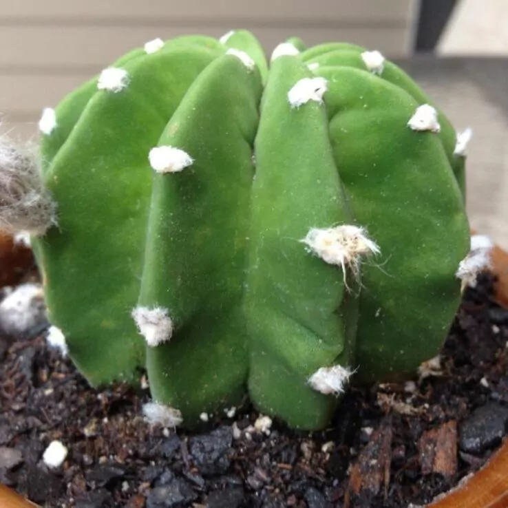 Best Indoor Cactus Varieties 11 Barbed Sea Urchin Cactus — Echinopsis Ancistrophora