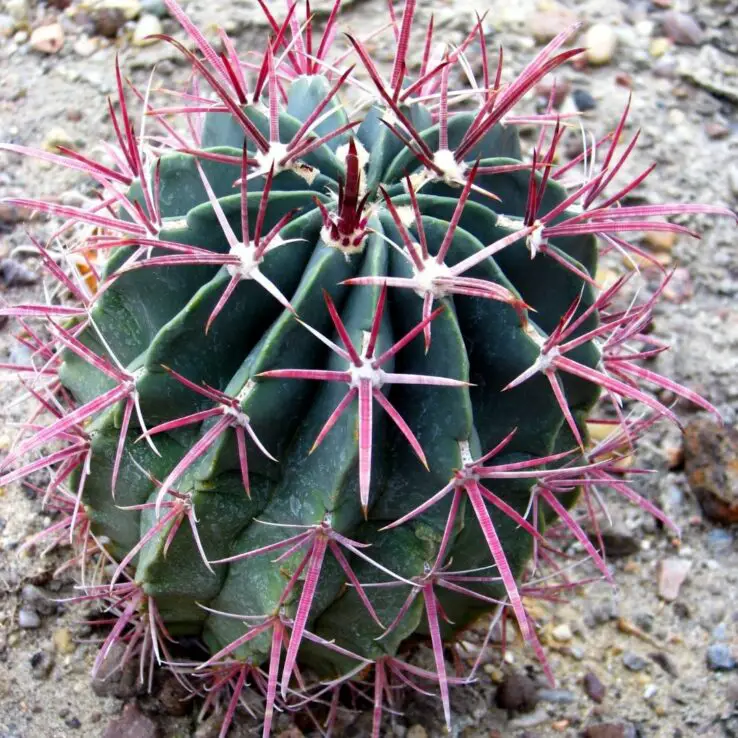 Best Indoor Cactus Varieties 8 Barrel Cactus — Ferocactus Gracilis Gatesii