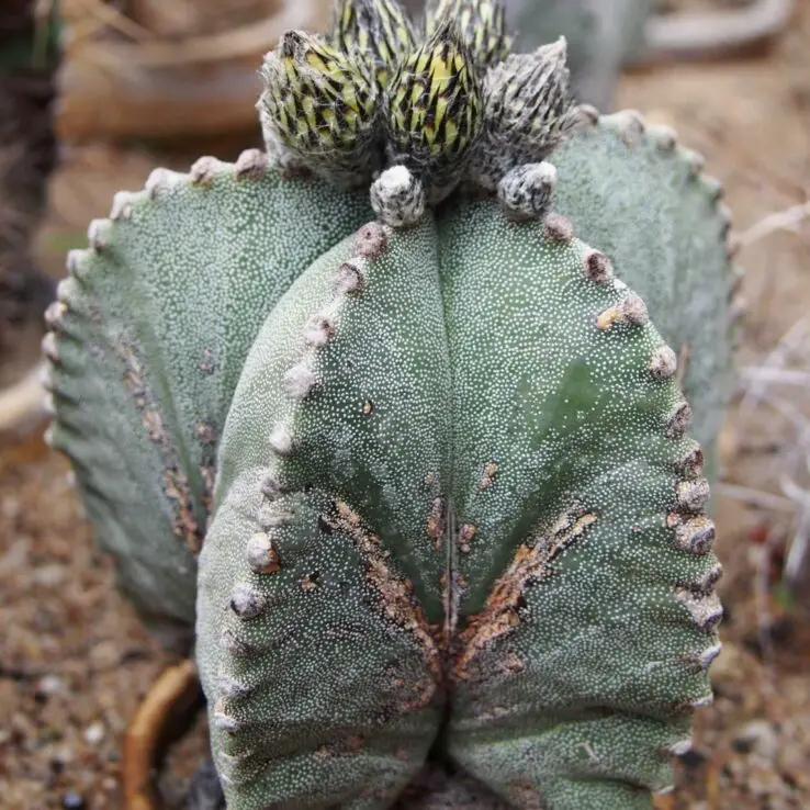 Best Indoor Cactus Varieties 5 Bishop's cap — Astrophytum Myriostigma