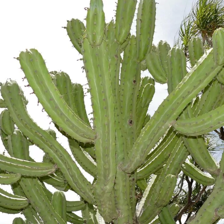 Best Indoor Cactus Varieties 16 Blue Myrtle Cactus — Myrtillocactus