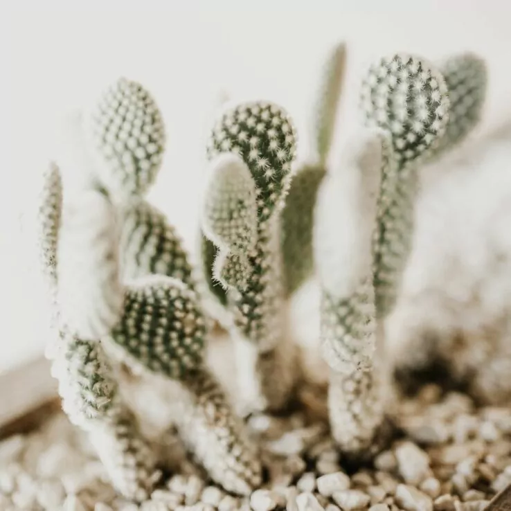 Best Indoor Cactus Varieties 3 Bunny Ears Cactus — Opuntia Microdasys