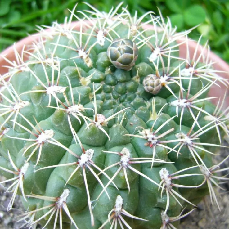 Best Indoor Cactus Varieties 29 Chin Cactus — Gymnocalycium Baldianum