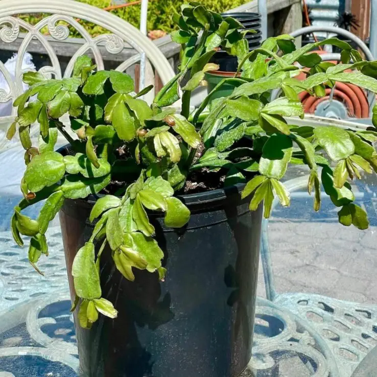 Growing and Caring for Succulents Indoors - Ultimate Guide 6 Christmas cactus (Schlumbergera x buckleyi)