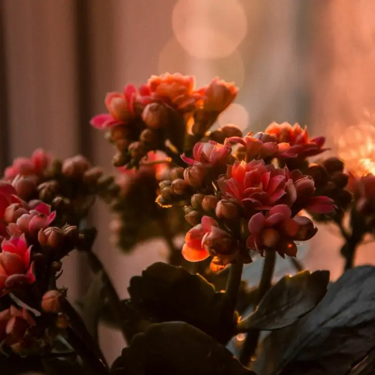Growing and Caring for Succulents Indoors - Ultimate Guide 2 Christmas kalanchoe (Kalanchoe blossfeldiana)