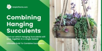 Combining Hanging Succulents-Arrangements Combining Hanging Succulents-Arrangements