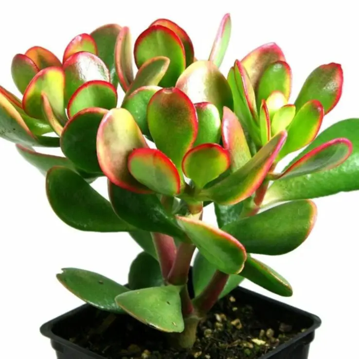 Growing and Caring for Succulents Indoors - Ultimate Guide 1 Crassula Ovata Jade Plant