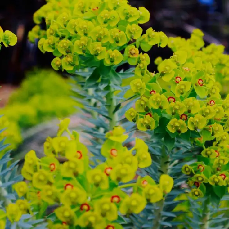 Growing and Caring for Succulents Indoors - Ultimate Guide 4 Crown of thorns (Eurphorbia milii)