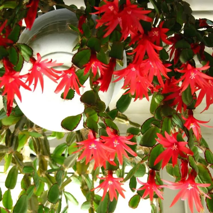 Best Indoor Cactus Varieties 27 Easter Cactus — Hatiora Gaertneri