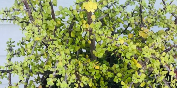Most Popular Hanging Succulents 7 Elephant Bush (Portulacaria Afra)