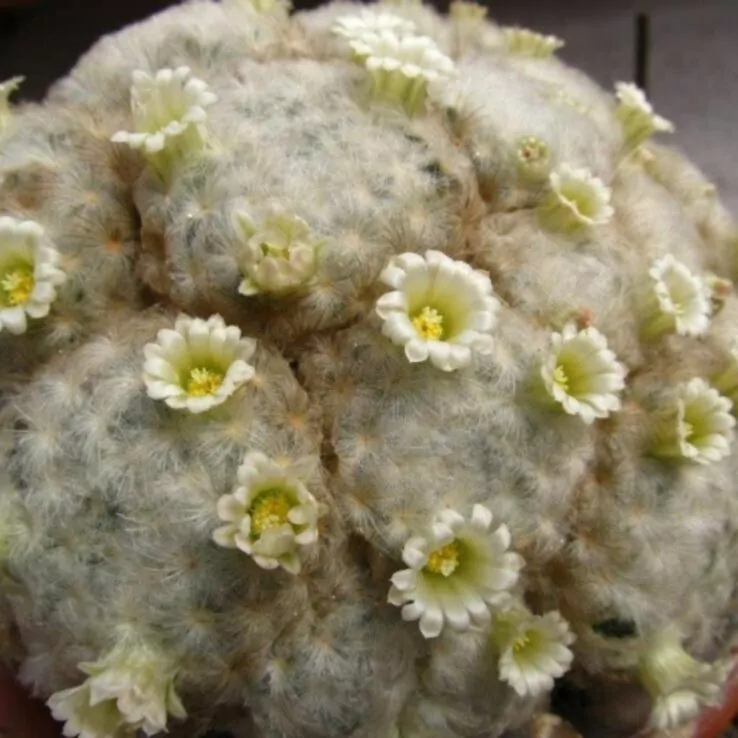 Best Indoor Cactus Varieties 15 Feather cactus — Mammillaria Plumosa