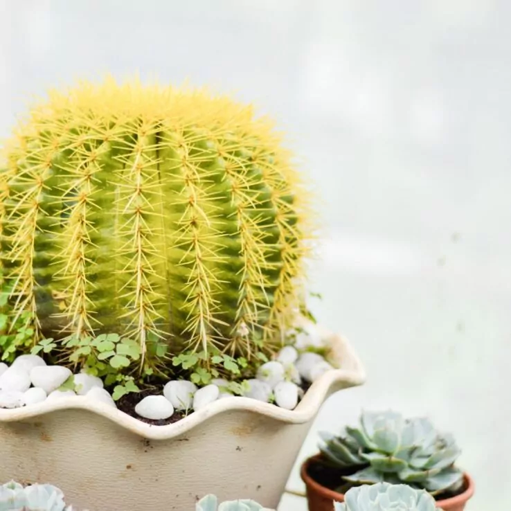 Best Indoor Cactus Varieties 13 Golden Barrel Cactus — Echinocactus Grusonii