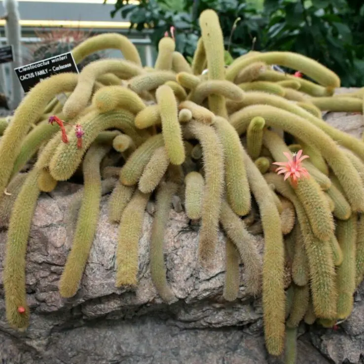 Best Indoor Cactus Varieties 12 Golden Rat Tail — Cleistocactus Winteri