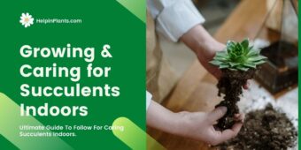 Growing and Caring for Succulents Indoors - Ultimate Guide Growing and Caring for Succulents Indoors - Ultimate Guide