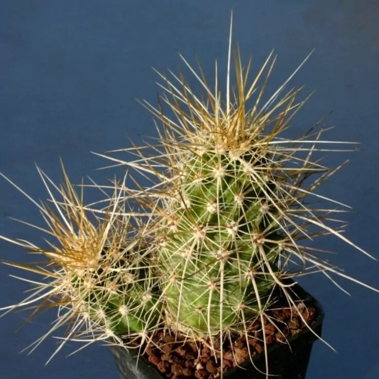 Best Indoor Cactus Varieties 2 Hedgehog Cactus — Echinocereus Nicholii
