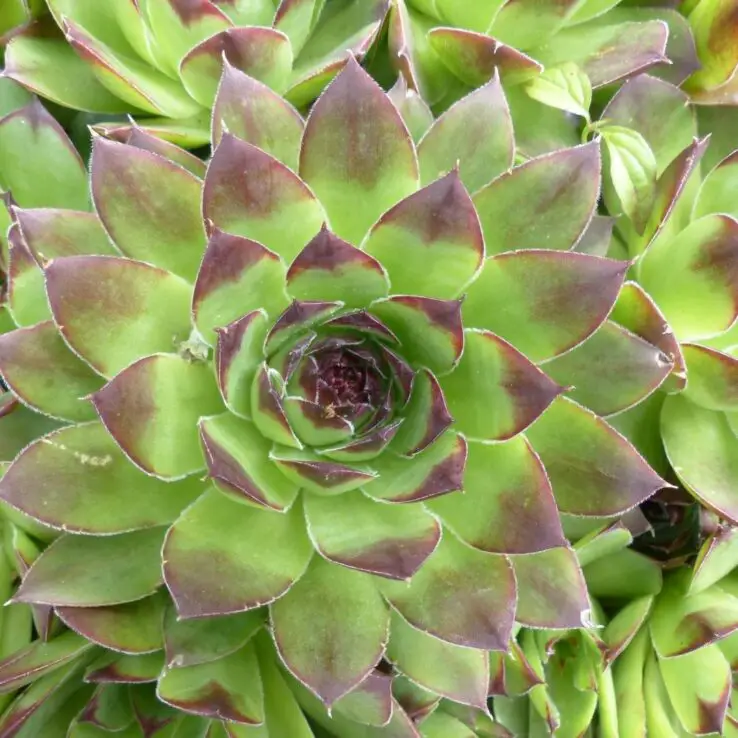Growing and Caring for Succulents Indoors - Ultimate Guide 11 Hens-and-chicks (Sempervivum tectorum or Echeveria elegans)
