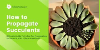 How to Propagate Succulents - Ultimate Guide How to Propagate Succulents - Ultimate Guide