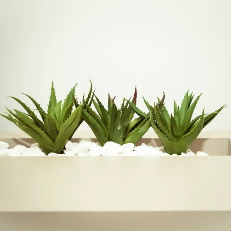 Growing and Caring for Succulents Indoors - Ultimate Guide 5 Medicine plant (Aloe vera)