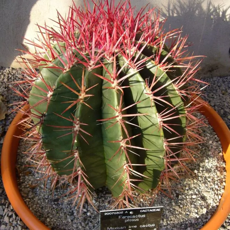 Best Indoor Cactus Varieties 25 Mexican Lime Cactus — Ferocactus Pilosus