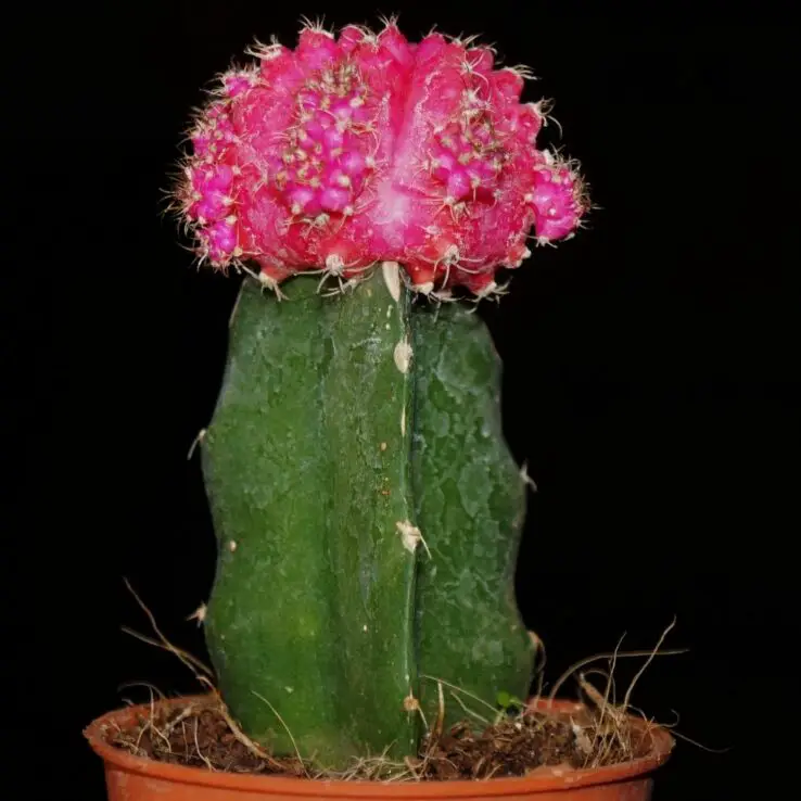 Best Indoor Cactus Varieties 10 Moon Cactus — Gymnocalycium Mihanovichii