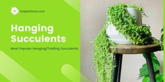 Most Popular Hanging Succulents Most Popular Hanging Succulents