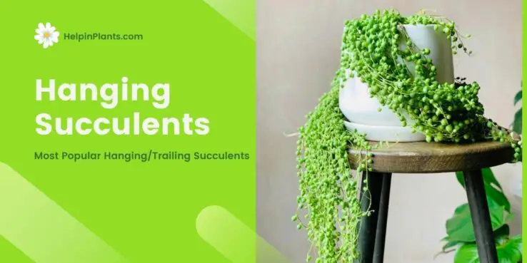 Most Popular Hanging Succulents Most Popular Hanging Succulents