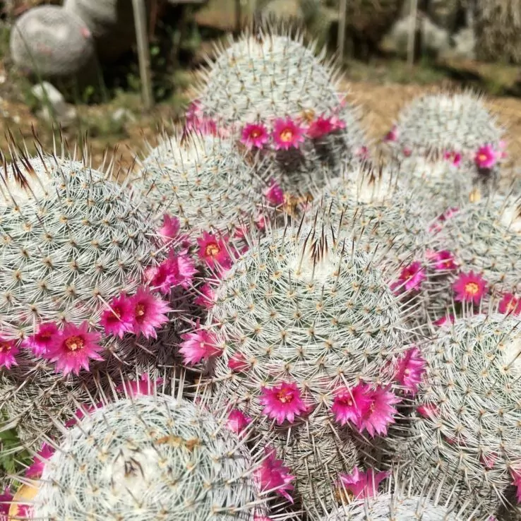 Best Indoor Cactus Varieties 4 Old Lady Cactus — Mammilaria Hahniana