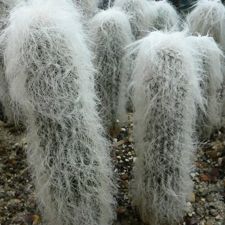 Best Indoor Cactus Varieties 6 Old Man Cactus — Cephalocereus Senatus