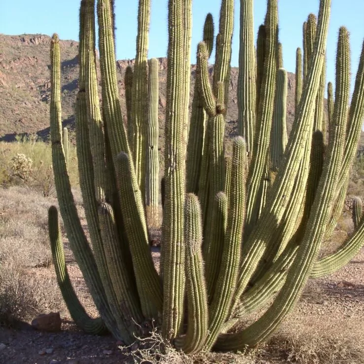 Best Indoor Cactus Varieties 20 Organ pipe cactus — Stenocereus Thurberi